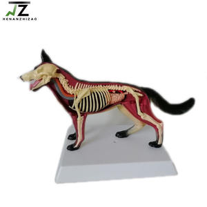 Köpek anatomik köpek anatomi visseral iskelet modeli - Product Image 2