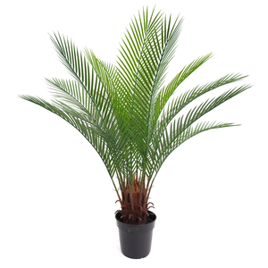 Alta calidad Dubai curvado <span class=keywords><strong>Artificial</strong></span> Areca palmera ventilador palmera en plástico para decoración al aire libre planta <span class=keywords><strong>Artificial</strong></span> elegante - Product Image 1