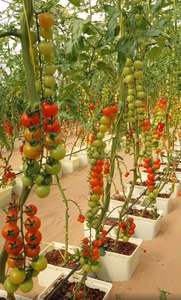 Top Quality Vertical Hydroponic <b>System</b> Dutch Bucket Dwc Hydroponic <b>System</b> Plastic Planting Basket Bato for Tomato Greenhouse - Product Image 5