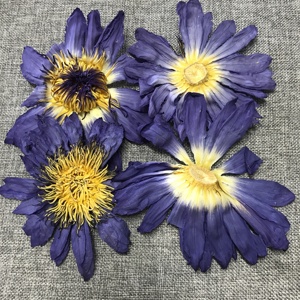 Thé aux fleurs de lotus bleues HO4009 Lan Lian Hua, fleurs entièrement épanouies - Product Image 6