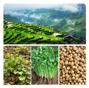 Chất Lượng Cao Khô Nguyên Liệu <span class=keywords><strong>Ad</strong></span> Chế Biến Cấp Thực Phẩm Rau Mùi Từ Trung Quốc Bán Buôn Duy Nhất Gia Vị Xuất Khẩu Cung Cấp Cho Nấu Ăn - Product Image 6