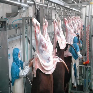Línea de Sacrificio de Ganado Personalizable para Mataderos Modernos y Plantas de Procesamiento de Carne - Product Image 3
