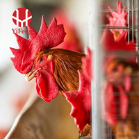 Cage à poules pondeuses conventionnelle à 3 niveaux en fil galvanisé, équipement d'élevage avicole, abreuvoir à tétine, mangeoire pour poules pondeuses