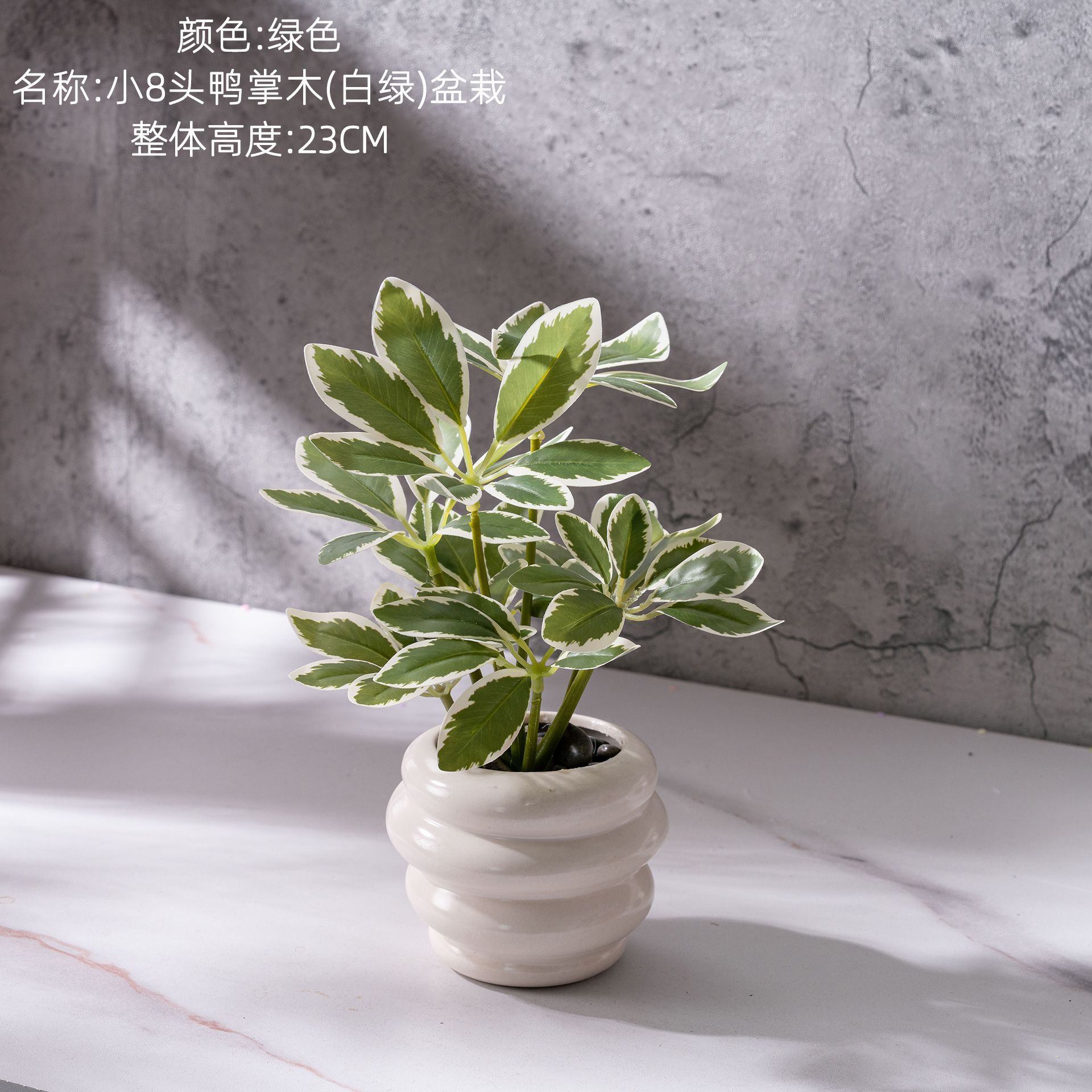 Petite plante en pot Schefflera à 8 têtes (blanche et verte)