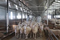 Faible coût préfabriqué volaille mouton vache ferme laitière chèvre maison étable grange grand bâtiment de stockage hangar structure entrepôt