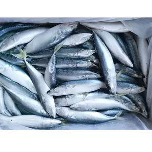La Chine exporte du maquereau pacifié congelé poisson maquereau du Pacifique congelé poisson maquereau congelé poisson