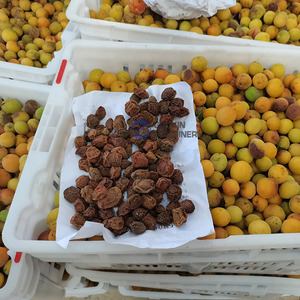 Séchoir à bande maillée haute efficacité pour fruits et prunes, machine de séchage à bande maillée pour prunes vertes - Product Image 3