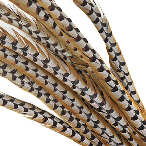 Plumas <span class=keywords><strong>de</strong></span> Cola <span class=keywords><strong>de</strong></span> Faisán Reeves Naturales <span class=keywords><strong>de</strong></span> 140-150 cm <span class=keywords><strong>de</strong></span> Largo, en Oferta, para Disfraces <span class=keywords><strong>de</strong></span> Carnaval y Sombreros <span class=keywords><strong>de</strong></span> Samba - Product Image 5