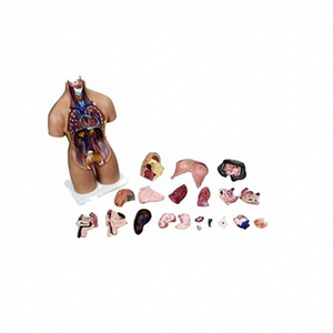 Modelo Anatómico <span class=keywords><strong>de</strong></span> <span class=keywords><strong>Partes</strong></span> <span class=keywords><strong>del</strong></span> <span class=keywords><strong>Cuerpo</strong></span> <span class=keywords><strong>Humano</strong></span>, Espécimen Anatómico <span class=keywords><strong>de</strong></span> Torso <span class=keywords><strong>Humano</strong></span> Bisexual <span class=keywords><strong>de</strong></span> 55 cm con 20 <span class=keywords><strong>Partes</strong></span> - Product Image 1