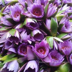 Flores de Loto Azul Secas Sueltas para Té Herbal Xanadu <span class=keywords><strong>Lucid</strong></span> <span class=keywords><strong>Dreaming</strong></span>, Venta al por Mayor, Suministro Directo de Jardín Propio, Cosecha Sostenible - Product Image 1