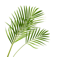 100% wateroplosbaar Serenoa Repens Saw Palmetto poeder 10:1 20:1 Saw Palmetto extract