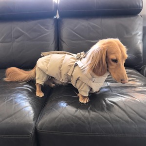 Manteau d'hiver pour chien VPETBR, logo personnalisé de luxe, coupe-vent, résistant à l'eau, vêtements en polyester pour <span class=keywords><strong>teckel</strong></span> et lévrier, utilisation en extérieur - Product Image 1