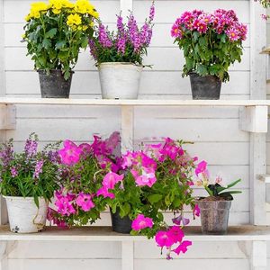 Vaso di orchidea PP vaso di fiori alto trasparente Phalaenopsis - Product Image 5