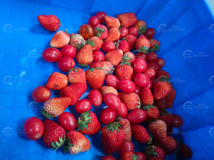 Machine à couper les <span class=keywords><strong>tomates</strong></span> cerises en deux, coupe-légumes, séparateur <span class=keywords><strong>de</strong></span> <span class=keywords><strong>tomates</strong></span> cerises - Product Image 5
