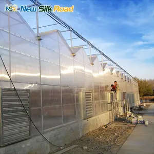 Polycarbonaat Stegplatten Sunroom Groene Huis Multi-Wall Polycarbonaat Plaat Venlo Kas Voor Agro