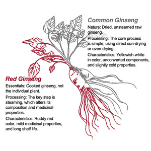 Bandes de ginseng rouge à dissolution orale, sans <span class=keywords><strong>eau</strong></span> nécessaire, pour le travail matinal, le travail tardif, les voyages, les trajets en train, les adultes - Product Image 5