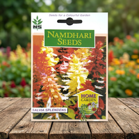 Graines de Salvia Salsa Salvia Splendens hybrides NS F1 de Namdhari, multicolores, séchées, 30 graines
