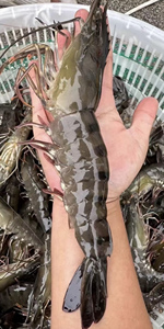 Win Aquashrimp Animal Feed Grade Premix Composite Carrier Feed Additive Vitamins Enzymes Rapid Shrimp Supplement Powder