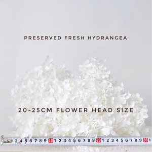 Fleurs et plantes préservées de haute qualité, fleurs d'hortensia Anna naturelles et réelles pour la décoration de la maison et des arrangements de mariage - Product Image 4