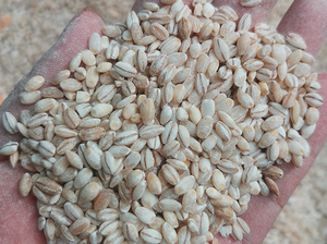 <span class=keywords><strong>Precio</strong></span> <span class=keywords><strong>de</strong></span> <span class=keywords><strong>la</strong></span> máquina peladora <span class=keywords><strong>de</strong></span> <span class=keywords><strong>cebada</strong></span> <span class=keywords><strong>de</strong></span> trigo Máquina descascaradora <span class=keywords><strong>de</strong></span> maíz <span class=keywords><strong>de</strong></span> trigo <span class=keywords><strong>de</strong></span> <span class=keywords><strong>cebada</strong></span> <span class=keywords><strong>de</strong></span> avena - Product Image 5