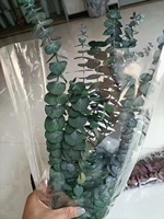 Bunga Awet Alami, Daun Eucalyptus Awet Terlaris di Berbagai Negara, Digunakan untuk Pernikahan dan Dekorasi Rumah
