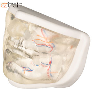 แบบจำลองใบหน้าส่วนล่างของผู้หญิง<span class=keywords><strong>ท</strong></span>ี่มีหลอดเลือดแบบจำลองใบหน้าที่มีกากบาทการฝึกยกด้าย - Product Image 3