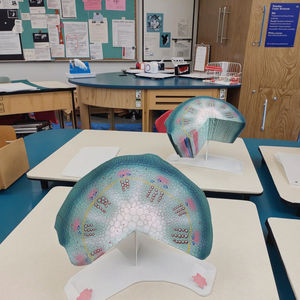 Modèle de structure de tige de dicotyle, modèle de cellule végétale, modèle pédagogique de plante, structure scientifique pour les écoles de médecine et les écoles - Product Image 6