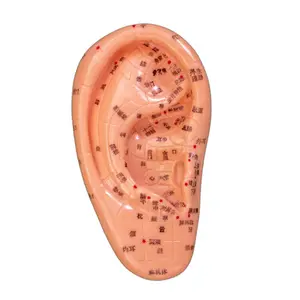 按摩耳模型12CM医院医学院教学训练解剖模型