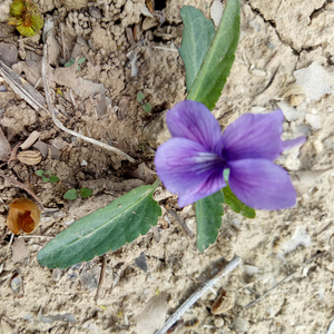 <span class=keywords><strong>Zi</strong></span> Hua <span class=keywords><strong>Di</strong></span> Ding, plantes entières séchées brutes de Viola Philippica, non extraites, violet à fleurs violettes pour herbe médicinale - Product Image 3