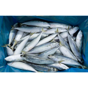 سمك الماكريل الكامل المجمد البحري 18 + + سعر السمك - Product Image 3