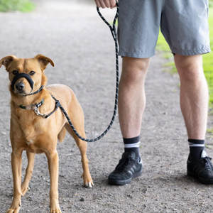 Laisse réglable en forme <span class=keywords><strong>de</strong></span> 8 pour chien, anti-traction, avec poignée rembourrée et support nasal pour chiens <span class=keywords><strong>de</strong></span> grande et moyenne taille - Product Image 5