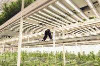 Bancs roulants verticaux, système de rayonnages de culture à plusieurs niveaux avec plateau pour plantes médicinales