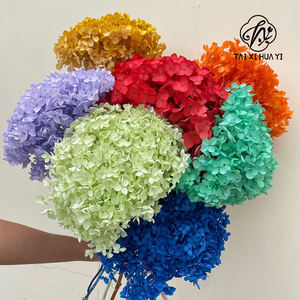 Anna büyük yaprak ortancaları korunmuş ağartılmış renk tek toplu kurutulmuş çiçekler ve bitkiler çiçek duvar dekor babalar günü - Product Image 3