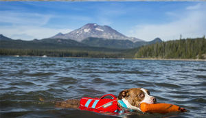 Giocattolo interattivo di addestramento del cane del giocattolo fittizio del cane di galleggiamento durevole di Oxford - Product Image 4