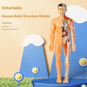 Jouet éducatif en plastique pour enfants, puzzle cognitif STEM, assemblage d'organes et d'os, modèle du <span class=keywords><strong>corps</strong></span> <span class=keywords><strong>humain</strong></span> pour 0-3 mois - Product Image 1