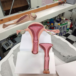 Útero Modelo 2 Peças Modelo Anatômico Exibição Anatomia Humana Modelo Do Corpo - Product Image 3