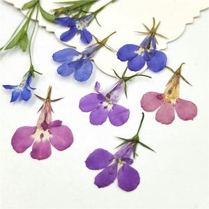 12 pièces/sac <span class=keywords><strong>Lobelia</strong></span> fleurs pressées - Product Image 6