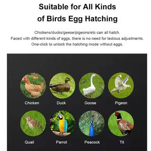 עוף אוטומטי כפול כוח dc ac ביצת אינקובטר עוף, מכונת ביצת אינקובטור - Product Image 6