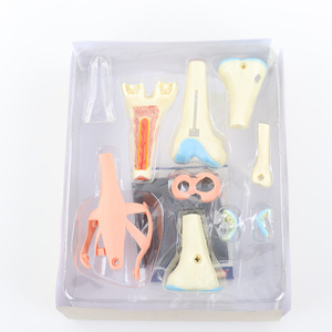 Rompecabezas <span class=keywords><strong>del</strong></span> <span class=keywords><strong>Cuerpo</strong></span> <span class=keywords><strong>Humano</strong></span>, Juego de Juguetes de Anatomía, Modelo de Corazón, Cerebro, Cráneo, Ojo, Oído, Mano, Diente y Órganos para Niños, Educación Científica y Exhibición de Estudio - Product Image 4