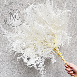 Fiori secchi naturali all'ingrosso piante reali <span class=keywords><strong>angelo</strong></span> eterno felce foglie di felce conservate per la decorazione domestica decorazione di nozze - Product Image 4