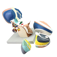 Modelo Anatómico Desmontable del Talamo del Cerebro Humano, con Código de Colores, para la Enseñanza y Demostración de la Estructura Interna del Cerebro en Biología