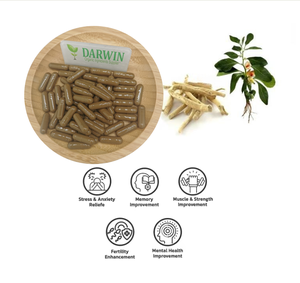 Extrait <span class=keywords><strong>de</strong></span> plante <span class=keywords><strong>Ashwagandha</strong></span> 2.5% 5% Withanolides Withania Somnifera <span class=keywords><strong>Poudre</strong></span> <span class=keywords><strong>d</strong></span>'extrait <span class=keywords><strong>de</strong></span> <span class=keywords><strong>racine</strong></span> <span class=keywords><strong>d</strong></span>'<span class=keywords><strong>Ashwagandha</strong></span> - Product Image 3