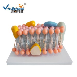Modèle pédagogique médical de haute qualité : biologie cellulaire, modèle de structure de membrane cellulaire - Product Image 5