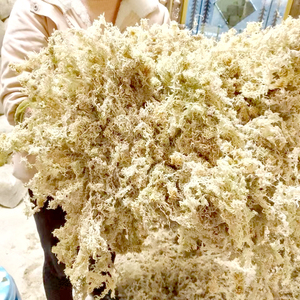 Musgo Sphagnum Ecológico de la Marca MUSCHIO a Precio de Fábrica para Plantas Carnívoras, Alta Absorción de Agua, Fardos Grandes - Product Image 5