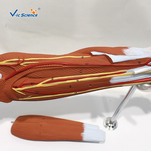 Modèle musculaire du membre supérieur humain (7 parties) : spécimen de structure musculaire détachable pour l'enseignement de l'anatomie. - Product Image 2