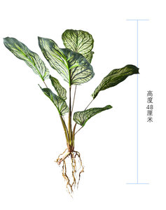 ใบต้นแอปเปิ้ลประดิษฐ์แบบมัดรวม ต้นไม้สีเขียวตกแต่งห้างสรรพสินค้า ใบต้นคาลาเทียสำหรับตกแต่งบ้าน ห้องตัวอย่าง จัดสวนจำลอง สมจริงสูง - Product Image 6