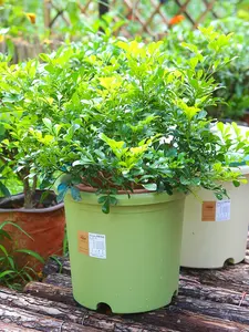 Colorful Plastic Gallon Pot Big Space Flowerpot For Most Plants