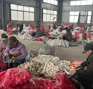 Ajo Blanco Fresco de Primera Calidad, Grado A, Sabor <span class=keywords><strong>Picante</strong></span> Intenso, Alto Rendimiento, Secado al Aire, Jinxiang, Shandong, China, Venta al Por Mayor - Product Image 6