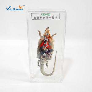 Dissección de lagartos, restauración de especímenes por inmersión, plexiglás acrílico y mantenimiento de especímenes didácticos de biología para - Product Image 1