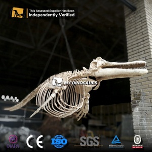 MyDino Dophin Squelette pour le parc aquatique - Product Image 6